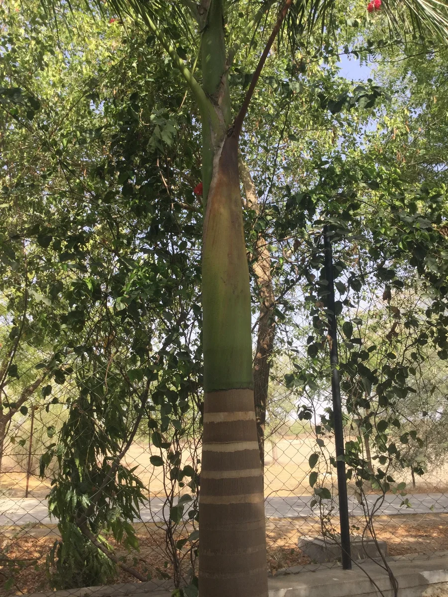 the stunning miracle of nature 1200